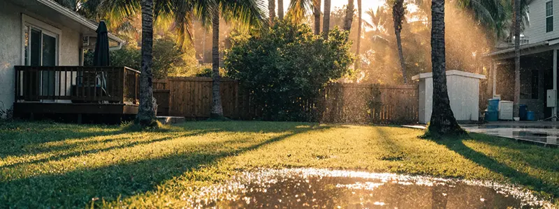 Mosquitoes swarming near standing water in a Tampa Bay backyard