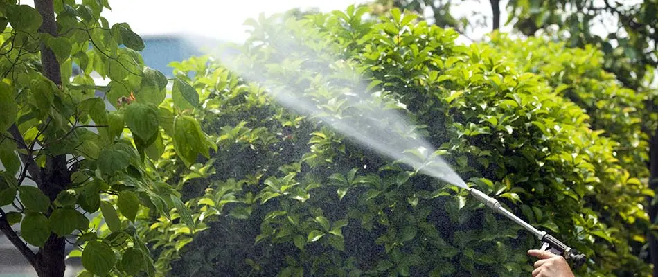 Spraying pesticides at a commercial property in Ruskin, FL to protect home landscaping trees.