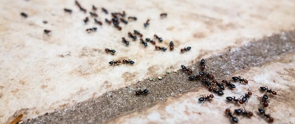Ants swarming outside of an apartment in Ruskin, FL.