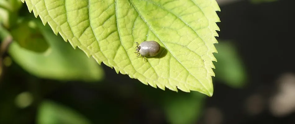 Large tick crawling across bush and tree leaves in Ruskin, FL.