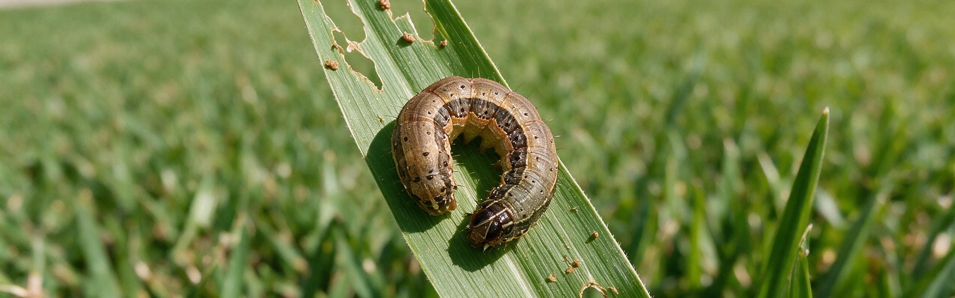 Fall armyworm caterpillar damage on a Tampa Bay lawn